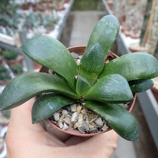 Haworthia Burgundy 326