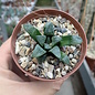 Haworthia Burgundy 328