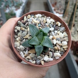 Haworthia Burgundy 329