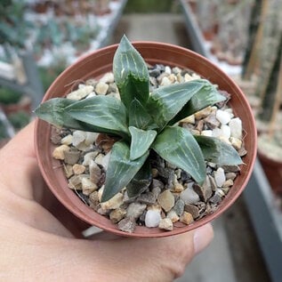 Haworthia Burgundy 330