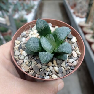 Haworthia Burgundy 331