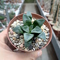 Haworthia Burgundy 332