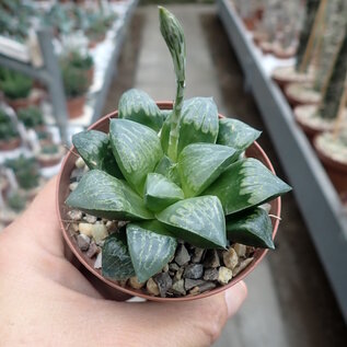 Haworthia Burgundy 433