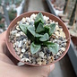 Haworthia Burgundy 334