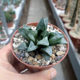 Haworthia Burgundy 335