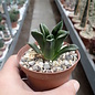 Haworthia Burgundy 337