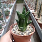 Haworthia Burgundy 338