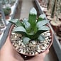 Haworthia Burgundy 339