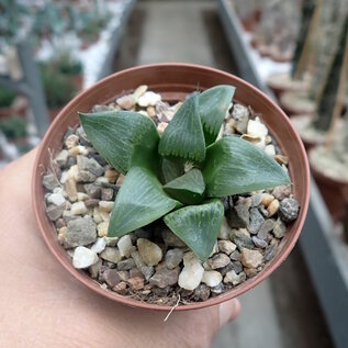 Haworthia Burgundy 341