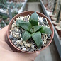 Haworthia Burgundy 344