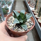 Haworthia Burgundy 345