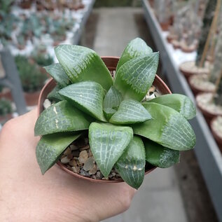 Haworthia Burgundy 346