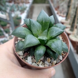 Haworthia Burgundy 350