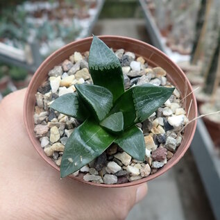 Haworthia Burgundy 351