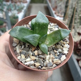 Haworthia Burgundy 354