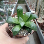 Haworthia Burgundy 355