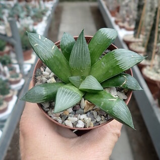 Haworthia Burgundy 356