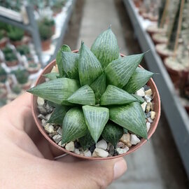 Haworthia Burgundy 360