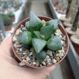 Haworthia Burgundy 361