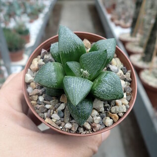 Haworthia Burgundy 361