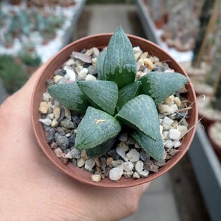 Haworthia Burgundy 364