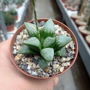 Haworthia Burgundy 365