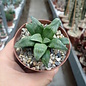 Haworthia Burgundy 397