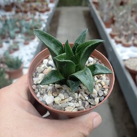 Haworthia Burgundy 398