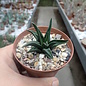 Haworthia Burgundy 399