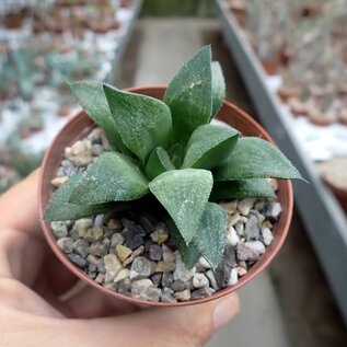 Haworthia Burgundy 401