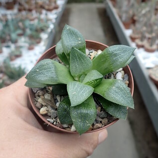 Haworthia Burgundy 402