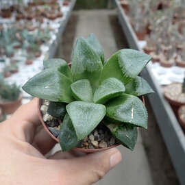 Haworthia Burgundy 403