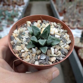 Haworthia Burgundy 425