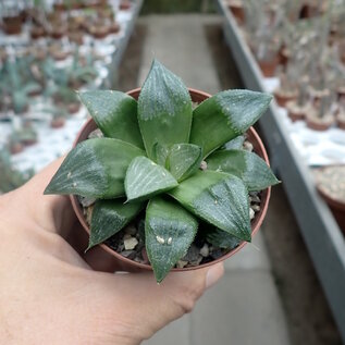 Haworthia Burgundy 427