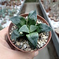 Haworthia Burgundy 428