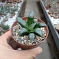 Haworthia Burgundy 349