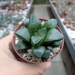 Haworthia Burgundy 416