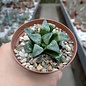 Haworthia Burgundy 419