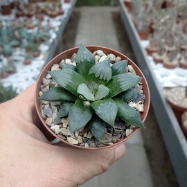 Haworthia Burgundy 421