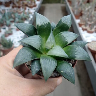 Haworthia Burgundy 424