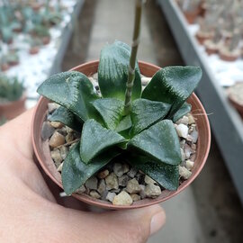 Haworthia Burgundy 430