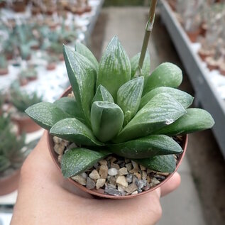 Haworthia Burgundy 434