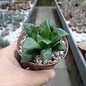 Haworthia Burgundy 353