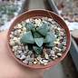 Haworthia Burgundy 362