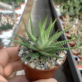 Haworthia attenuata v. britteniana fo. I