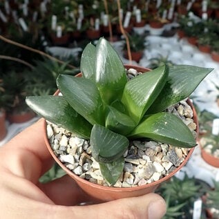 Haworthia cv. correcta  Big Bayeri