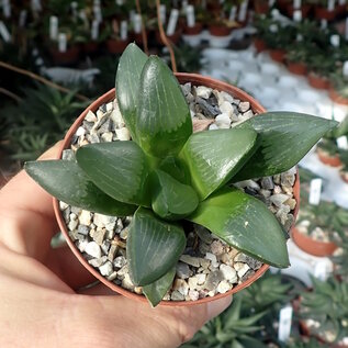 Haworthia cv. correcta  Big Bayeri