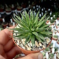 Haworthia divergens