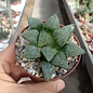 Haworthia emelyae  cv. picta