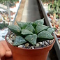 Haworthia emelyae  cv. picta